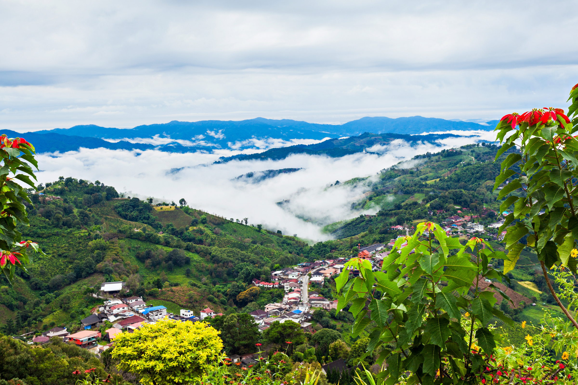 doi mae salong (3).webp